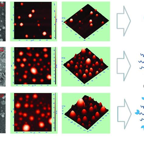 Imaging Of Vp And Cispt Co Loaded Plga V1 Peg Plga V2 And Fa Plga