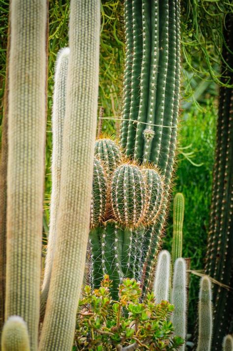 Senilis Grandes De Cephalocereus Del Cactus Con El Pelo Largo Imagen De