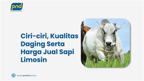 Jenis Sapi Limosin: Ciri-ciri, Kualitas Daging Serta Harga Jual