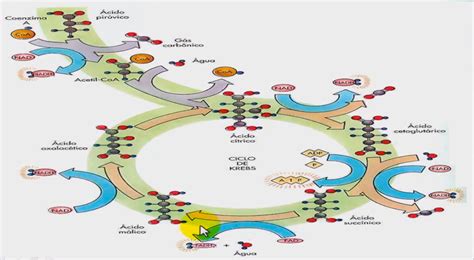 Ciclo De Krebs Completo