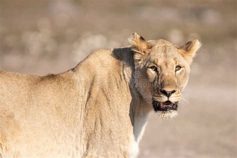 359 Lioness Hunting Prey Stock Photos - Free & Royalty-Free Stock ...