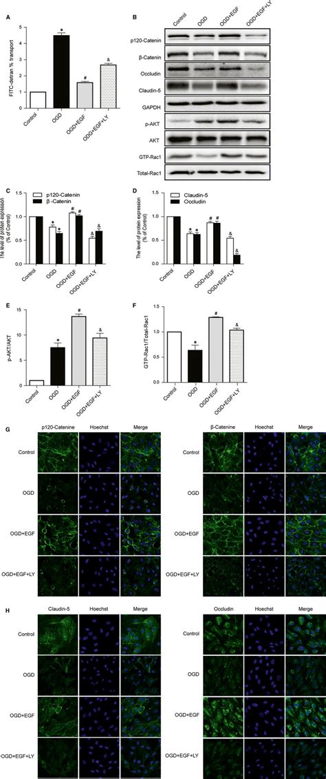 Pi3k Inhibitor Ly294002 Attenuates The Protective Effect That Egf