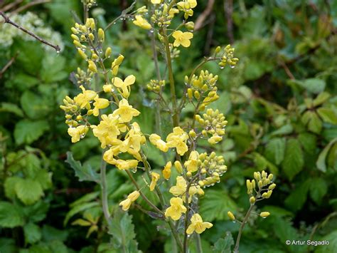 Helgol Nder Klippenkohl Gem Se Kohl Brassica Oleracea C Flickr