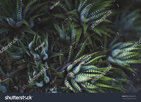 Dark Green Aloe Plants Stock Photo 608844341 Shutterstock