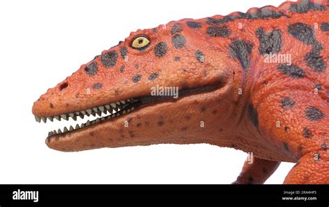 Eryops Prehistoric Amphibian Illustration Stock Photo Alamy