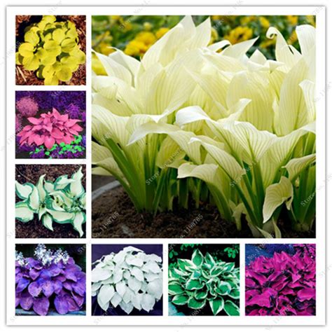 White Lace Hosta Perennial Flower Seeds Bestseedsonline Free