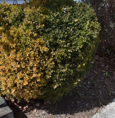 Pruning Boxwood