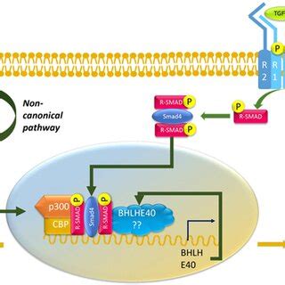 Schematic Representation Of The Regulation Of Bhlhe By Notch