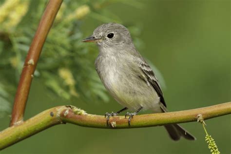 176 American Grey Flycatcher Images Stock Photos 3d Objects