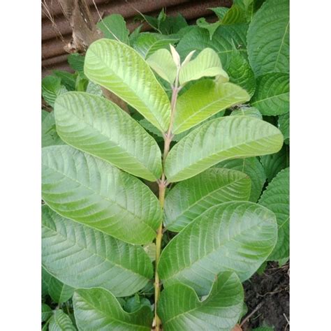 Fresh Guava Leaves Dahon Ng Bayabas With Stem Pcs Leaves Shopee