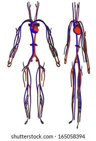 Cartoon Image Circulatory System Stock Illustration 165058394 ...