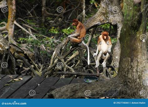 Proboscis monkey stock photo. Image of playing, jungle - 292774044