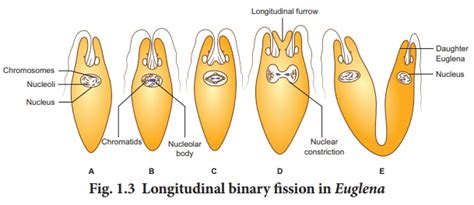 Asexual Reproduction Reproduction In Organisms