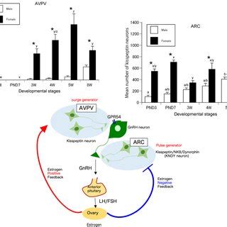 Kiss1 MRNA In Kisspeptin Neurons Of The AVPV Which Receives Estrogen