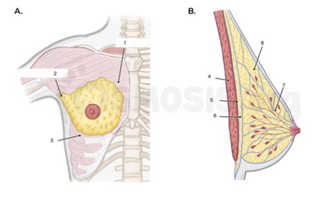 Anatomy Of The Breast Flashcards Quizlet