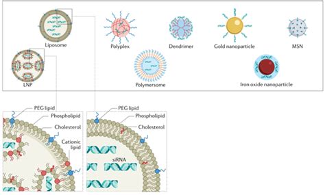 递送核酸药物的三大纳米载体系统 知乎