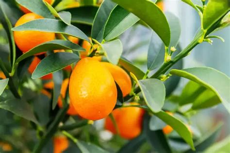 HOW TO GROW A KUMQUAT FROM FRUIT SEEDS? – Plants and Garden Tips