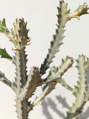 Euphorbia Lactea White Ghost Cactus Euphorbiaceae In Square