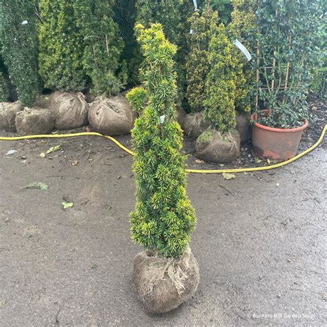 1 X Taxus Baccata Fastigiata Aurea Golden Irish Yew 80 100cm Rootball Bunkers Hill Plant