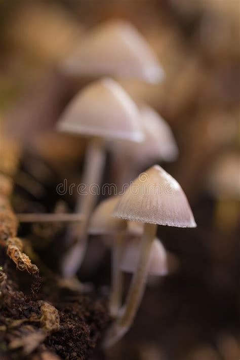 Tir De Focalisation S Lectif De Petits Mycena Des Champignons Qui