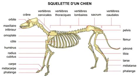 Lanatomie Et La Morphologie Du Chien