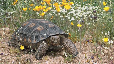 Desert Tortoises Arizona Highways