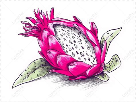 Drawing Of A Pink Dragon Fruit Coloring Page Pitaya Free Png And