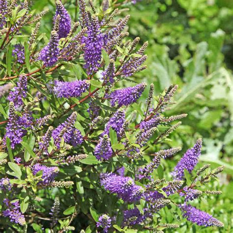 Shrubby Veronica Or Hebe Planting Pruning And Care