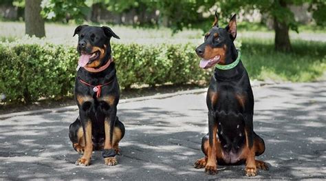 Rottweiler vs. Doberman: Two Distinctive Remarkable Breeds