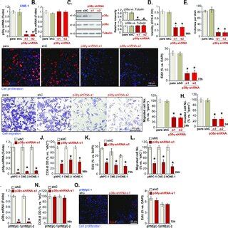 p38γ silencing inhibits NPC xenograft tumor growth in nude mice The