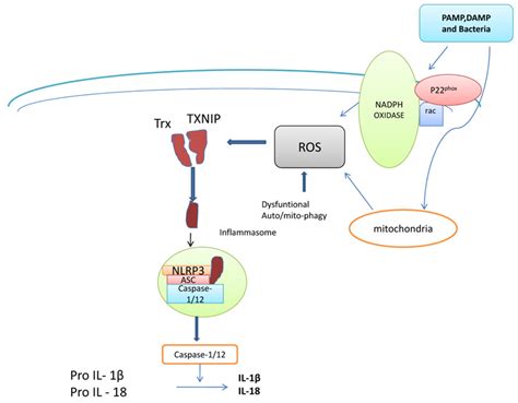 A Detailed Insight Of The Anti Inflammatory Effects Of Curcumin With