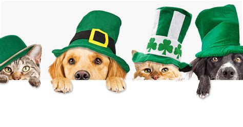 St Patricks Day Events In Montgomery County Montgomery Community Media