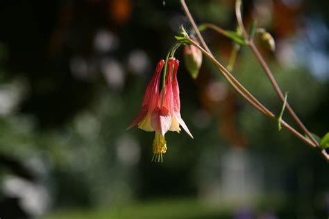 Free Red flower hanging Stock Photo - FreeImages.com