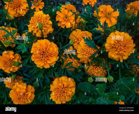 Marigold Flower Varieties Hi Res Stock Photography And Images Alamy