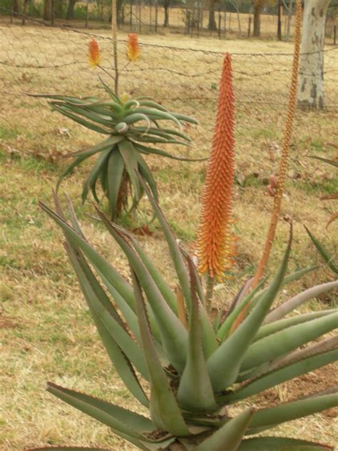 Aloe Africana Uitenhaagsaalwyn Uitenhage Aloe African Aloe