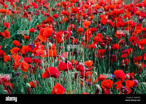 Beautiful Red Poppy Flowers On The Meadow Summer Background Stock