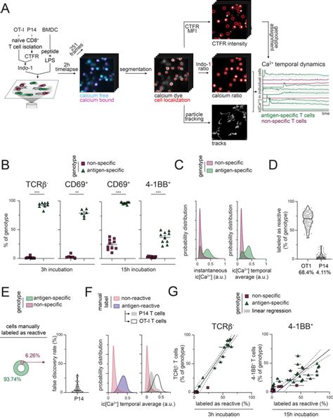 In Vitro T Cell Activation Model For The Study Of Intracellular Ca 2