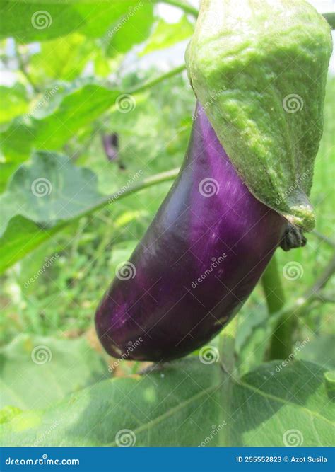 Eggplant Fruit Vegetable Plants That Are Still Green On The Stems And