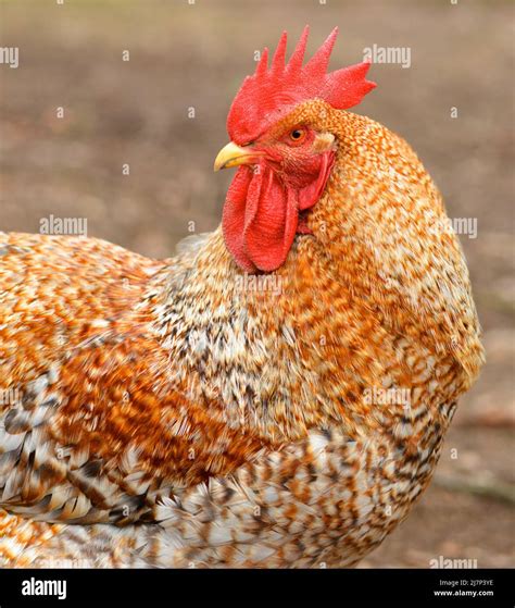 portrait   cock bird stock photo alamy