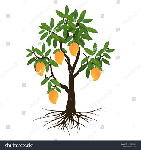 76,295 Mango Tree Images, Stock Photos & Vectors | Shutterstock