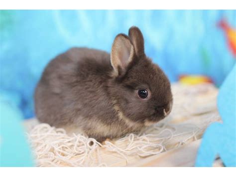 Purebred Netherland Dwarf Bunnies For Sale Madison Bunnies For Sale