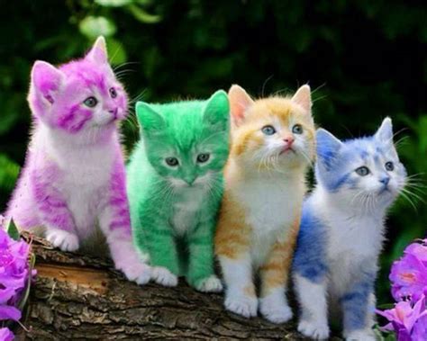 Gatos Coloridos Cute Cats Rainbow Kittens Kittens Cutest