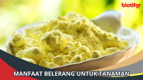 Manfaat Belerang Untuk Tanaman Dan Cara Menggunakannya Biotifor