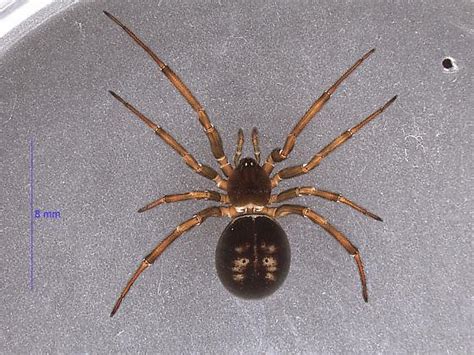 Steatoda Grandis Bugguidenet