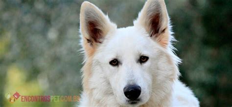 Cachorro Pastor Branco Suíço Canadense Encontros Pet