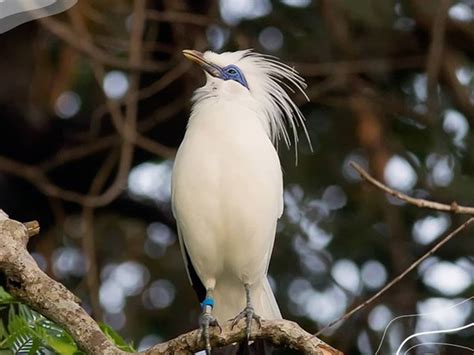 Yuk Lihat Burung Burung Cantik Dan Langka Di Rimba Indonesia Tagar