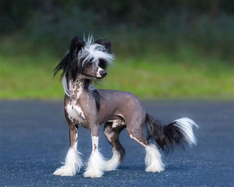 Chinese crested | Toy Dog, Hairless, & Powderpuff | Britannica