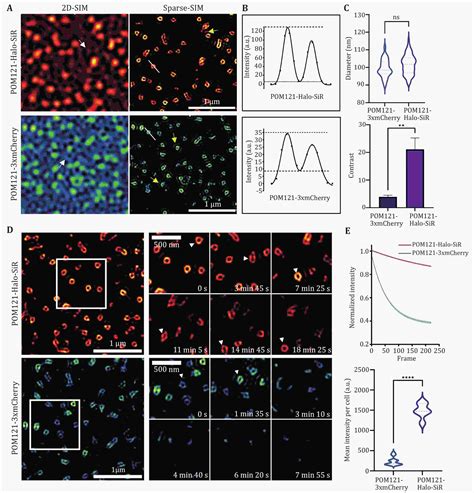 Live Cell Super Resolution Imaging Unconventional Dynamics And