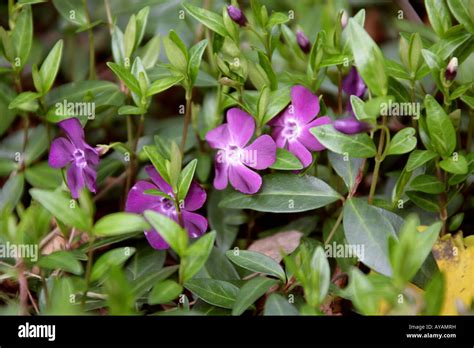 Lesser Periwinkle Vinca Minor Atropurpurea Apocynaceae Also