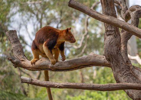 beware  drop bear photofocus